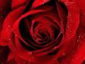 Incenso aromatizzato alla ROSA in grani gr.500 Sconto 30%