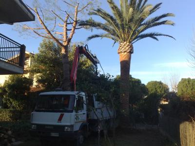 potatura-palme-e-pini-c