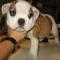 BULLDOG INGLESE