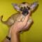 CHIHUAHUA SUPER TOY FAVOLOSO