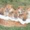 CUCCIOLI DI SHIBA INU