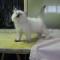 CUCCIOLO GATTO RAGDOLL