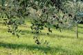Olio exrtravergine di oliva biologico