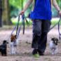 dog and cat sitter