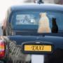 taxi cat and dog