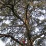 Gestione alberi monumentali