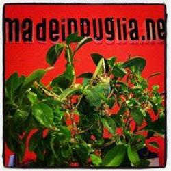 Madeinpuglia.net