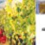 Caricato da visitatore il 30/09/2016 - lavacassette vendemmia manuale e lava casse per panifici, caseifici, etc