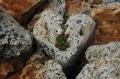 Rocce-calcaree