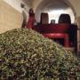 Raccolta Olive L'acropoli di Puglia