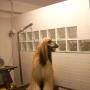 Asciugatura e spazzolatura cane