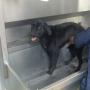 toeletta cane toelettatura lavaggio