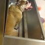 toelettatura cane simpatico