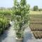 alloro nobile