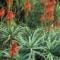 aloe arborescens