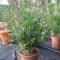buxus microphilla faulkner