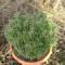 buxus microphilla rococo'