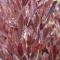 dodone viscosa purpurea
