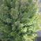 myrtus communis pumila