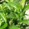 viburnum lucidum