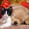 cuccioli Borgo Trento - Avesa - Verona - Ambulatorio Veterinario del dottor Franchi