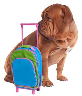 Cane-in-vacanza-
