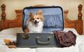 Le vacanze estive sono alla porte! Ma il cane?