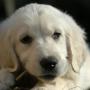 veterinario Bosco Chiesanuova