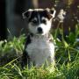 veterinario Bosco Chiesanuova