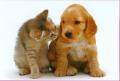 LA MEDICINA COMPORTAMENTALE VETERINARIA