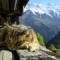 GATTO DI MONTAGNA. DOTTOR FRANCHI VETERINARIO A GREZZANA A DOMICILIO