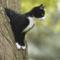 Gatto nero. Dott. FRANCHI Veterinario a GREZZANA a domicilio