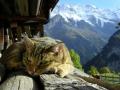 LEUCEMIA VIRALE FELINA e IMMUNODEFICIENZA VIRALE FELINA
