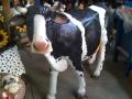 Mucca H 160x220 cm in vetroresina