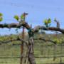 Azienda Mazzola Scapezzano di Senigallia Lacrima