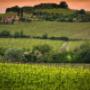Azienda Mazzola Scapezzano di Senigallia