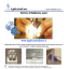 presentazione laser