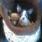 Cuccioli di Chihuahua