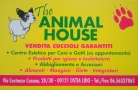 The Animal House Di Corso Alessandro