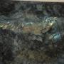 Labradorite verde