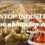 automatic chicken feeding system
