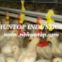 chicken breeding drinking system