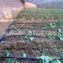 farm greenhouse drip irrigation system
