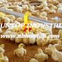 poultry drinking water feeding pan