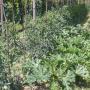 Verdure, ortaggi, biologici, vendita diretta.