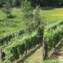 Vigneto, produzione di vino biologico.