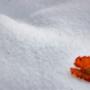 inverno