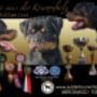Allevamento-rottweiler-torino-piemonte