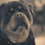 wasco vom rauberweg maschio rottweiler