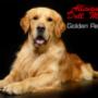 GOLDEN-RETRIEVER-MASETTI-1.jpg
